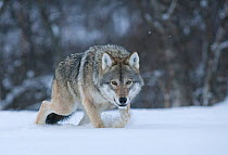 European wolf (Canis lupus) in birch forest in snow, Tromso, Norway, captive, April