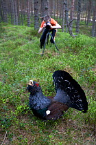 Young boy photographing Capercaillie (Tetrao urogallus) male displaying in pine forest, Scotland, April 2009, model released