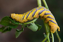 Caterpillar larva of Death's head hawkmoth {Acherontia atropos} feeding on potato foliage, Camargue, France