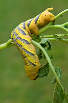 Caterpillar larva of Death's head hawkmoth {Acherontia atropos} feeding on potato foliage, Camargue, France