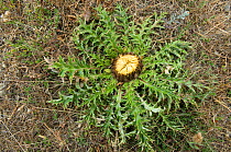 Thistle plant {Carlina acaulis} Languedoc, France