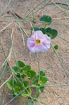 Convolvulus {Convolvulus soldanella} flowering on the sand dunes of Ile d'Yeu,  France