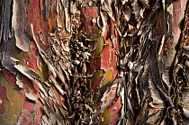 Close up of peeling bark of Juniper tree {Juniperus thurifera} Theus, Alps, France