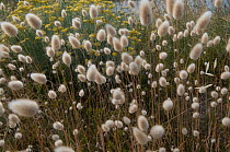Seed heads of Harestail grass {Lagurus ovatus} Camargue, France