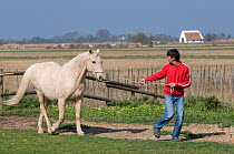 Osteopath practising osteopathy on a Camargue horse, encouraging horse to trot, France