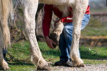 Osteopath practising osteopathy on a Camargue horse, France