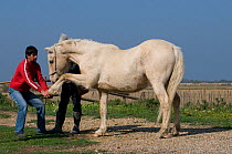 Osteopath practising osteopathy on a Camargue horse, France