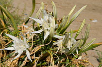 Sea daffodil {Pancratium maritimum} flowering on sand dunes, Camargue, France