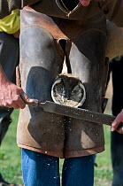 Blacksmith filing hoof of Camargue horse for shoeing, Camargue, France