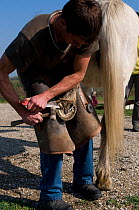 Blacksmith preparing hoof of Camargue horse for shoeing, Camargue, France