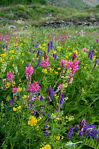Mixed wildflowers / vetches on subalpine prairies of french Alps, upper Ubaye valley, France