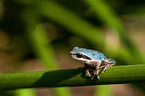 Rare blue form of Mediterranean tree frog {Hyla / Rana meridionalis}  Camargue, France
