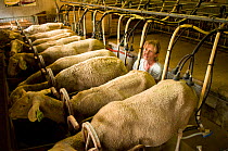 Lacaune sheep being milked for production of Roquefort cheese, Aveyron, France