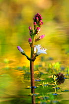 Bogbean / buckbean (Menyanthes trifoliata) flowering in garden pond, Berwickshire, Scotland, UK, May