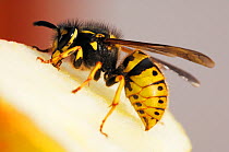 Common Wasp (Vespula vulgaris) feeding, Berwickshire, Scotland, UK, August