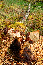 Birch tree felled by European beaver {Castor fiber} at the Aigas Field Studies Centre, European Beaver demonstration project, Inverness-shire, Scotland, May 2008