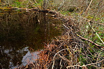 Dam created by European beaver {Castor fiber} at the Aigas Field Studies Centre, European Beaver demonstration project, Inverness-shire, Scotland, May 2008