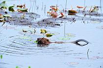 European beaver {Castor fiber} feeding on water lily rhizome at the Aigas Field Studies Centre, European Beaver demonstration project, Inverness-shire, Scotland, May 2008