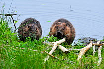 European beavers {Castor fiber} feeding on Aspen at the Aigas Field Studies Centre, European Beaver demonstration project, Inverness-shire, Scotland, May 2008