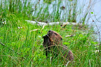 European beaver {Castor fiber} feeding on Aspen at the Aigas Field Studies Centre, European Beaver demonstration project, Inverness-shire, Scotland, May 2008