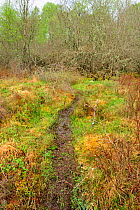 Path over a bog created by European beavers {Castor fiber}at the Aigas Field Studies Centre, European Beaver demonstration project, Inverness-shire, Scotland, May 2008