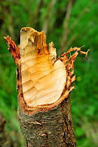 Willow tree felled by reintroduced European Beaver (Castor fiber) by Loch Coille-Bharr, Knapdale, Argyll, Scotland, July 2009