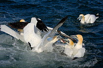 Gannets (Morus bassanus), feeding upon fish by catch thrown from fishing boat,  Bass Rock, Firth of Forth, Scotland, April