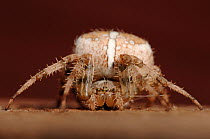 Garden Cross Spider (Araneus diadematus),~Scotland, UK, October