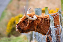 Highland Cow (Bos taurus) with head through fence,~Isle of Mull, Scotland, UK, April