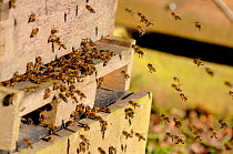 Honey Bees (Apis mellifera) returning to bee hive, Berwickshire, Scotland, UK, February