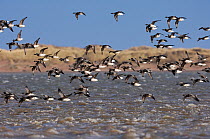 Pale-bellied Brent Geese (Branta bernicla hrota) flock flying low over the water, Lindisfarne NNR, Northumberland, England, February