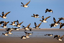 Pale-bellied Brent Geese (Branta bernicla hrota) flock flying over beach, over wintering, Lindisfarne NNR, Northumberland, England, February