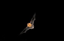 Common Pipistrelle Bat (Pipistrellus pipistrellus) hunting at twilight, Berwickshire, Scotland, UK, July