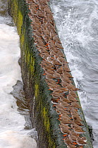Redshanks (Tringa totanus) resting on harbour wall at high tide, Berwickshire, Scotland, March