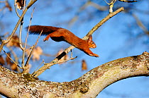 Red Squirrel (Sciurus vulgaris) leaping through Ash Tree in deciduous woodland, Berwickshire, Scotland, UK, February