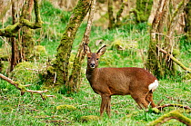 Roe Deer (Capreolus capreolus) doe in hazelwood, Island of Islay, Scotland, UK, April