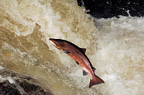 Male Atlantic salmon {Salmo salar} leaping, migrating upstream to spawn, Perthshire, Scotland, UK, October