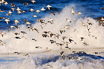 Flock of Sanderling (Calidris alba) flying over a rough sea, Berwickshire Coast, Scotland, UK, March