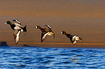 Greater Scaup in flight (Aythya marila) two female and one male in flight over water, Lindisfarne NNR, Northumberland, England, December