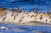 Flock of Knot {Calidris canutus} in flight over waves, North Northumberland, England, February