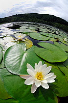 White Water Lily (Nymphaea alba) flower and leaves, Inverness-shire, Scotland, UK, July