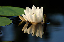 White Water Lily (Nymphaea alba) flower reflected in water, Inverness-shire, Scotland, UK, July