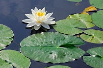 White Water Lily (Nymphaea alba) flower and leaves on water, Inverness-shire, Scotland, UK, July