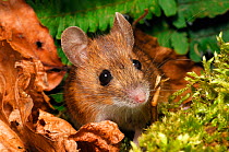 Wood Mouse (Apodemus sylvaticus) captive,~Scotland, UK, October