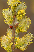 Seven-spot Ladybird (Coccinella septempunctata) on Goat willow flower {Salix caprea} Berwickshire, Scotland, UK, April