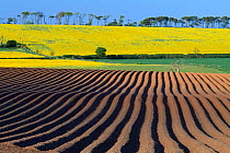 Mosaic of arable crops, seed potato furrows in the foreground and Oilseed rape in the background, Berwickshire, Scotland, UK, May