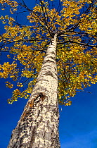 Looking up the trunk of an Aspen tree (Populus tremula) in autumn, Speyside, Scotland, UK, October