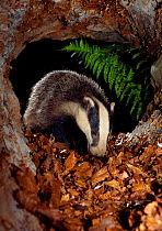 Badger (Meles meles) cub inside hollow log, Berwickshire, Scotland, UK, June