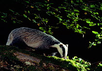 Badger (Meles meles) adult investigating log under beech tree, Berwickshire, Scotland, UK, July