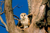 Barn Owl (Tyto alba) adult at entrance to nest cavity in dead Elm tree, Berwickshire, Scotland, UK, July
